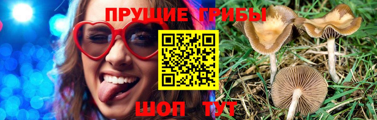 Псилоцибиновые грибы GOLDEN TEACHER Старая Купавна